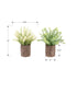MN-Q909360    Artificial Plant, Set Of 2, 12" Tall, Mullberry Grass, Table, Brown Cement Pots, Contemporary, Modern