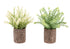 MN-Q909360    Artificial Plant, Set Of 2, 12" Tall, Mullberry Grass, Table, Brown Cement Pots, Contemporary, Modern