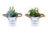 MN-P919361    Artificial Plant, Set Of 2, 7" Tall, Succulent, Table, White Metal Pots, Contemporary, Modern