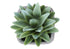 MN-939363    Artificial Plant, Set Of 2, 8" Tall, Succulent, Table, Grey Cement Pots, Contemporary, Modern