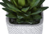MN-939363    Artificial Plant, Set Of 2, 8" Tall, Succulent, Table, Grey Cement Pots, Contemporary, Modern