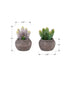 MN-M949364    Artificial Plant, Set Of 2, 8" Tall, Succulent, Table, Brown Cement Pots, Contemporary, Modern