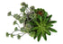 MN-K959365    Artificial Plant, Set Of 2, 9" Tall, Succulent, Table, Beige Cement Pots, Contemporary, Modern