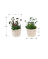 MN-K959365    Artificial Plant, Set Of 2, 9" Tall, Succulent, Table, Beige Cement Pots, Contemporary, Modern