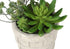 MN-K959365    Artificial Plant, Set Of 2, 9" Tall, Succulent, Table, Beige Cement Pots, Contemporary, Modern