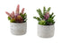 MN-J969366    Artificial Plant, Set Of 2, 9" Tall, Succulent, Table, Grey Cement Pots, Contemporary, Modern