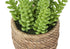 MN-979367    Artificial Plant, Set Of 2, 7" Tall, Succulent, Table, Brown Cement Pots, Contemporary, Modern