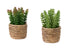 MN-979367    Artificial Plant, Set Of 2, 7" Tall, Succulent, Table, Brown Cement Pots, Contemporary, Modern