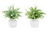 MN-G989368    Artificial Plant, Set Of 2, 16" Tall, Eucalyptus Grass, Table, White Pots, Contemporary, Modern