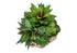 MN-F999369    Artificial Plant, Set Of 2, 9" Tall, Succulent, Table, Brown Woven Basket, Contemporary, Modern