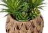 MN-F999369    Artificial Plant, Set Of 2, 9" Tall, Succulent, Table, Brown Woven Basket, Contemporary, Modern