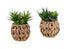 MN-F999369    Artificial Plant, Set Of 2, 9" Tall, Succulent, Table, Brown Woven Basket, Contemporary, Modern