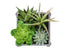 MN-F109370    Artificial Plant, Set Of 2, 8" Tall, Succulent, Table, Grey Wooden Pots, Contemporary, Modern
