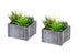 MN-F109370    Artificial Plant, Set Of 2, 8" Tall, Succulent, Table, Grey Wooden Pots, Contemporary, Modern