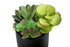 MN-P589554    Artificial Plant, 7" Tall, Succulent, Indoor, Faux, Fake, Table, Greenery, Potted, Set Of 2, Decorative, Green Plants, Glossy Black Pots
