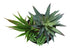 MN-P589554    Artificial Plant, 7" Tall, Succulent, Indoor, Faux, Fake, Table, Greenery, Potted, Set Of 2, Decorative, Green Plants, Glossy Black Pots