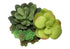 MN-P589554    Artificial Plant, 7" Tall, Succulent, Indoor, Faux, Fake, Table, Greenery, Potted, Set Of 2, Decorative, Green Plants, Glossy Black Pots