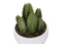 MN-N649555    Artificial Plant, 6" Tall, Succulent, Indoor, Faux, Fake, Table, Greenery, Potted, Set Of 3, Decorative, Green Plants, White Pots