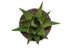 MN-N649555    Artificial Plant, 6" Tall, Succulent, Indoor, Faux, Fake, Table, Greenery, Potted, Set Of 3, Decorative, Green Plants, White Pots