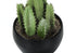 MN-649556    Artificial Plant, 6" Tall, Succulent, Indoor, Faux, Fake, Table, Greenery, Potted, Set Of 3, Decorative, Green Plants, Black Pots