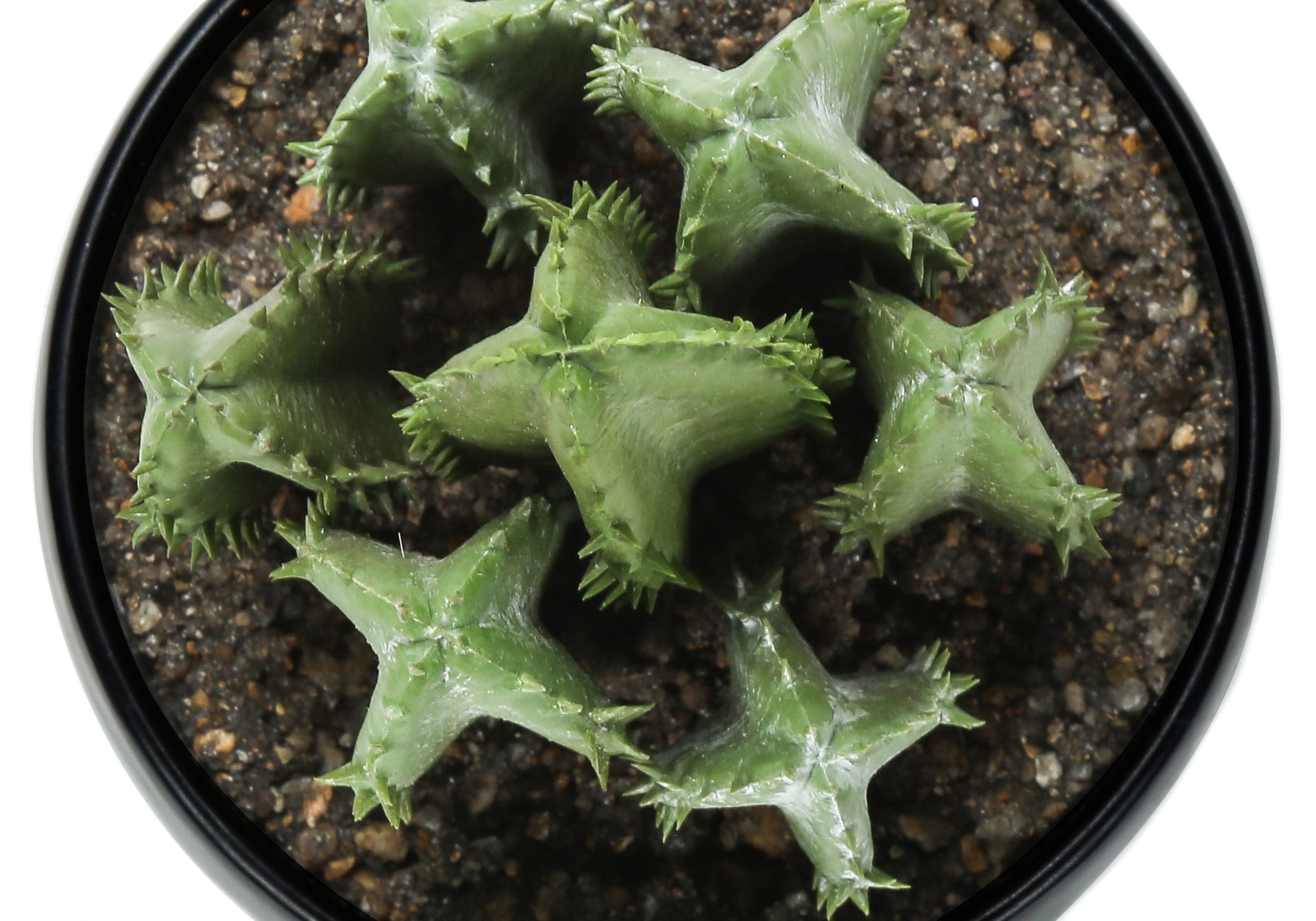 MN-649556    Artificial Plant, 6" Tall, Succulent, Indoor, Faux, Fake, Table, Greenery, Potted, Set Of 3, Decorative, Green Plants, Black Pots