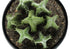 MN-649556    Artificial Plant, 6" Tall, Succulent, Indoor, Faux, Fake, Table, Greenery, Potted, Set Of 3, Decorative, Green Plants, Black Pots