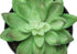 MN-649556    Artificial Plant, 6" Tall, Succulent, Indoor, Faux, Fake, Table, Greenery, Potted, Set Of 3, Decorative, Green Plants, Black Pots