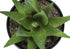 MN-649556    Artificial Plant, 6" Tall, Succulent, Indoor, Faux, Fake, Table, Greenery, Potted, Set Of 3, Decorative, Green Plants, Black Pots