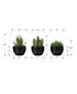 MN-649556    Artificial Plant, 6" Tall, Succulent, Indoor, Faux, Fake, Table, Greenery, Potted, Set Of 3, Decorative, Green Plants, Black Pots