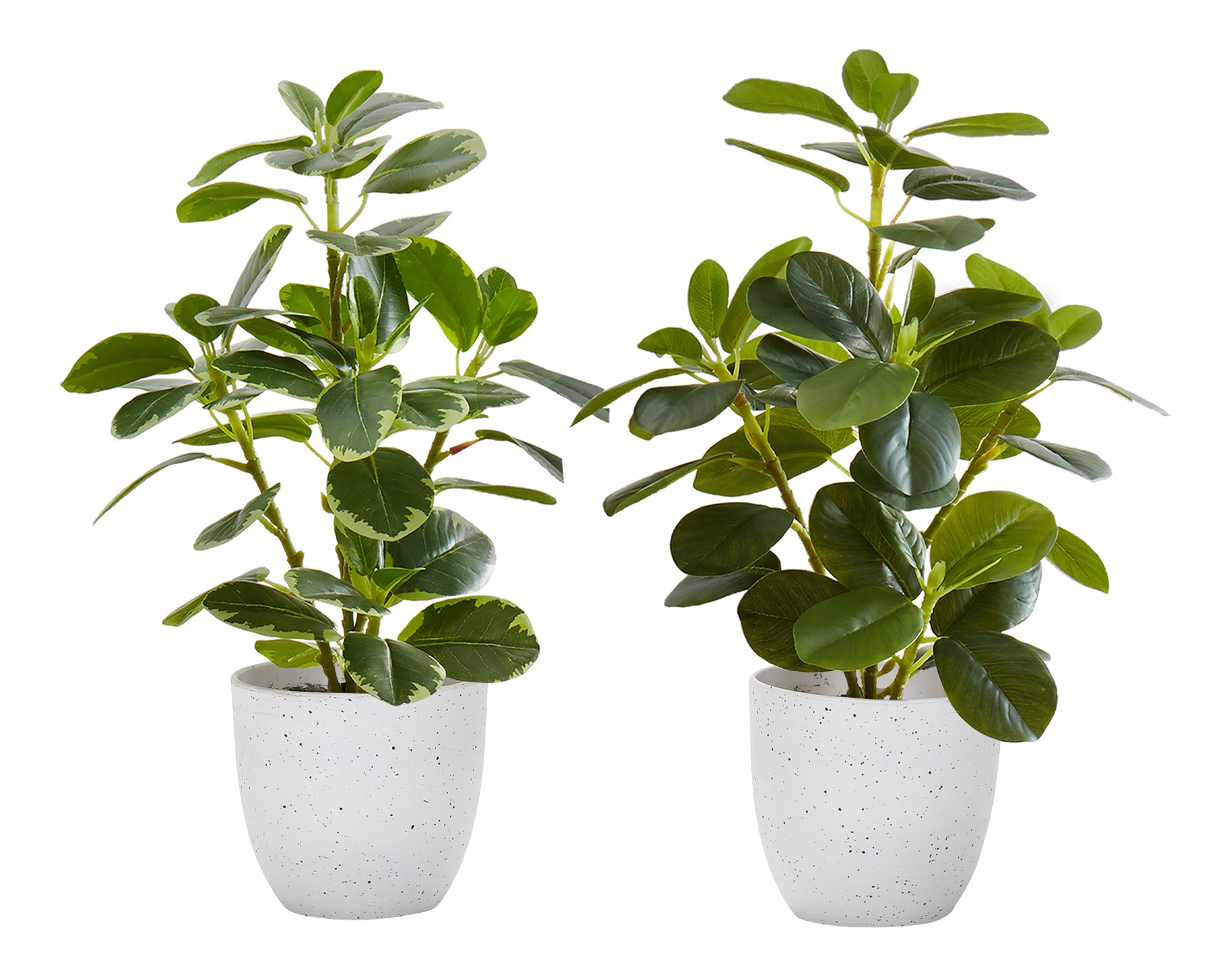 MN-R659557    Artificial Plant, 14" Tall, Ficus, Indoor, Faux, Fake, Table, Greenery, Potted, Set Of 2, Decorative, Green Leaves, White Pots