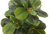 MN-R659557    Artificial Plant, 14" Tall, Ficus, Indoor, Faux, Fake, Table, Greenery, Potted, Set Of 2, Decorative, Green Leaves, White Pots