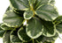 MN-R659557    Artificial Plant, 14" Tall, Ficus, Indoor, Faux, Fake, Table, Greenery, Potted, Set Of 2, Decorative, Green Leaves, White Pots