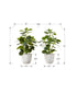 MN-R659557    Artificial Plant, 14" Tall, Ficus, Indoor, Faux, Fake, Table, Greenery, Potted, Set Of 2, Decorative, Green Leaves, White Pots