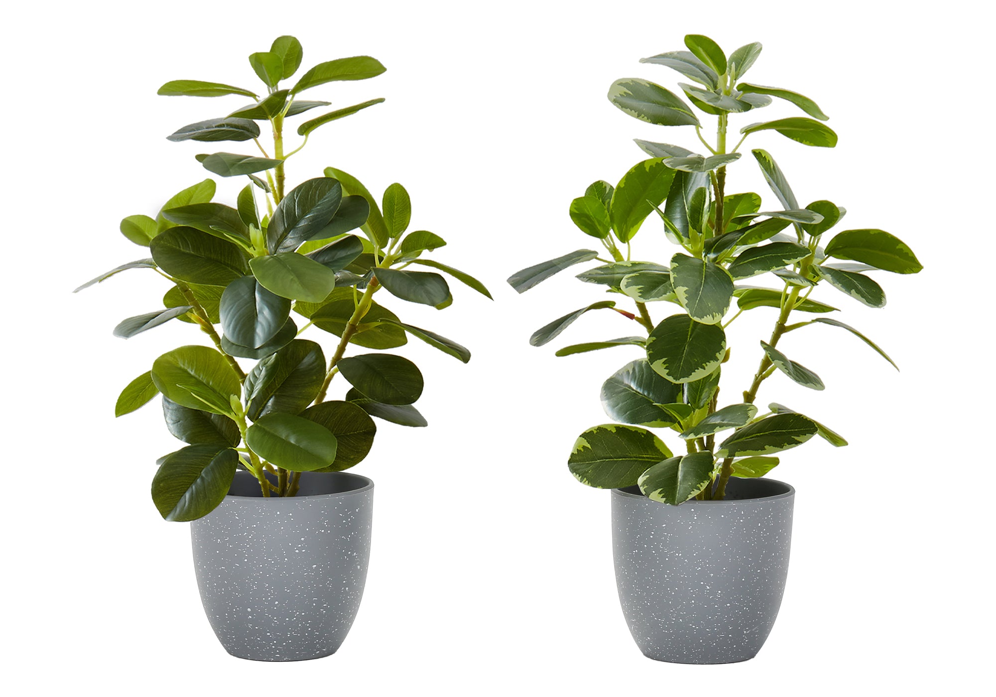 MN-669558    Artificial Plant, 14" Tall, Ficus, Indoor, Faux, Fake, Table, Greenery, Potted, Set Of 2, Decorative, Green Leaves, Grey Pots