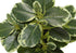 MN-669558    Artificial Plant, 14" Tall, Ficus, Indoor, Faux, Fake, Table, Greenery, Potted, Set Of 2, Decorative, Green Leaves, Grey Pots