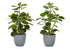 MN-669558    Artificial Plant, 14" Tall, Ficus, Indoor, Faux, Fake, Table, Greenery, Potted, Set Of 2, Decorative, Green Leaves, Grey Pots