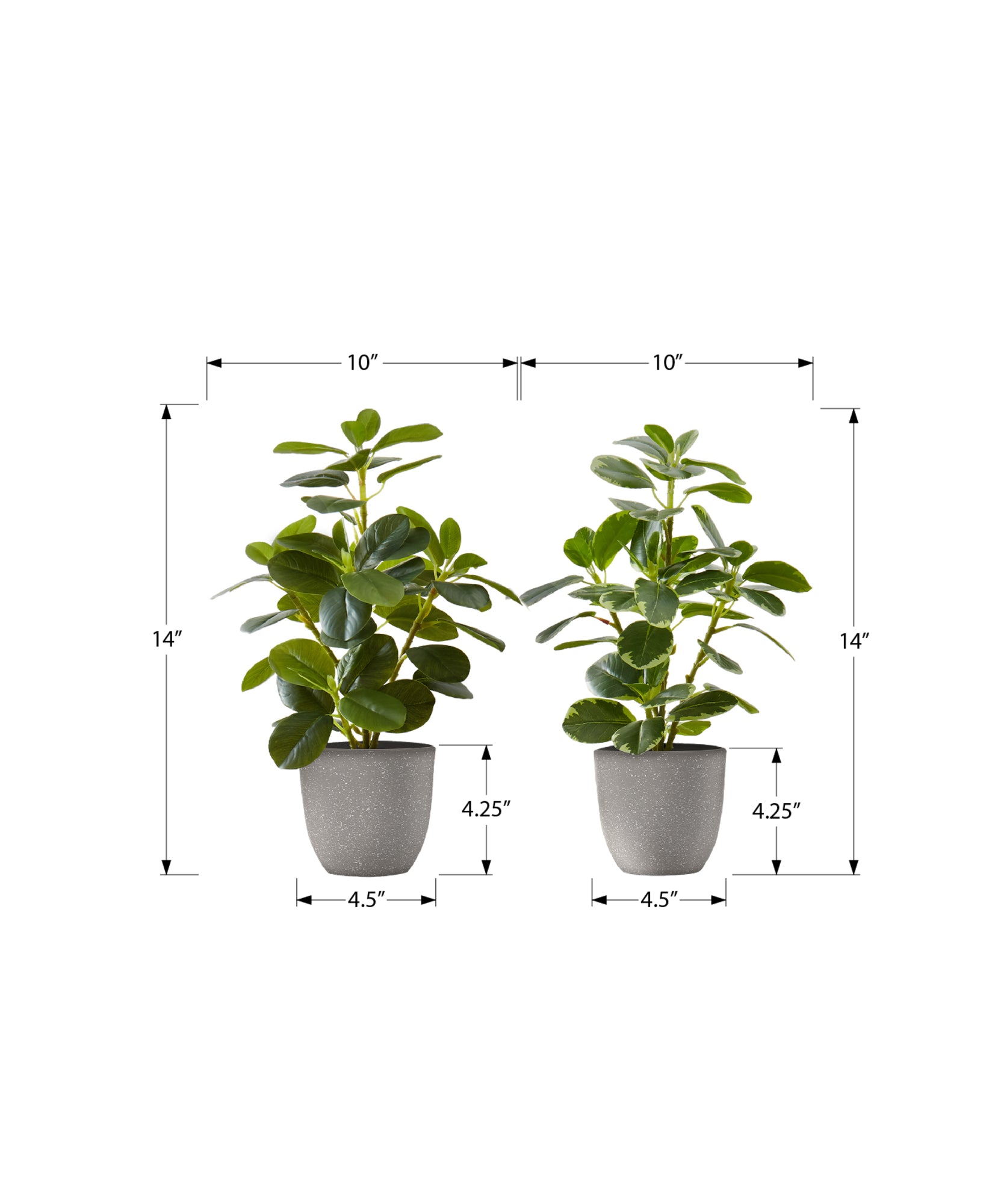MN-669558    Artificial Plant, 14" Tall, Ficus, Indoor, Faux, Fake, Table, Greenery, Potted, Set Of 2, Decorative, Green Leaves, Grey Pots