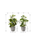 MN-669558    Artificial Plant, 14" Tall, Ficus, Indoor, Faux, Fake, Table, Greenery, Potted, Set Of 2, Decorative, Green Leaves, Grey Pots