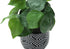 MN-679559    Artificial Plant, 8" Tall, Alocasia, Indoor, Faux, Fake, Table, Greenery, Potted, Set Of 2, Decorative, Green Leaves, Black Cement Pots