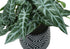 MN-679559    Artificial Plant, 8" Tall, Alocasia, Indoor, Faux, Fake, Table, Greenery, Potted, Set Of 2, Decorative, Green Leaves, Black Cement Pots