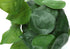 MN-679559    Artificial Plant, 8" Tall, Alocasia, Indoor, Faux, Fake, Table, Greenery, Potted, Set Of 2, Decorative, Green Leaves, Black Cement Pots