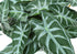 MN-679559    Artificial Plant, 8" Tall, Alocasia, Indoor, Faux, Fake, Table, Greenery, Potted, Set Of 2, Decorative, Green Leaves, Black Cement Pots