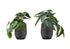 MN-679559    Artificial Plant, 8" Tall, Alocasia, Indoor, Faux, Fake, Table, Greenery, Potted, Set Of 2, Decorative, Green Leaves, Black Cement Pots