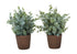 MN-689560    Artificial Plant, 13" Tall, Eucalyptus Grass, Indoor, Faux, Fake, Table, Greenery, Potted, Set Of 2, Decorative, Green Leaves, Brown Pots