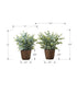 MN-689560    Artificial Plant, 13" Tall, Eucalyptus Grass, Indoor, Faux, Fake, Table, Greenery, Potted, Set Of 2, Decorative, Green Leaves, Brown Pots