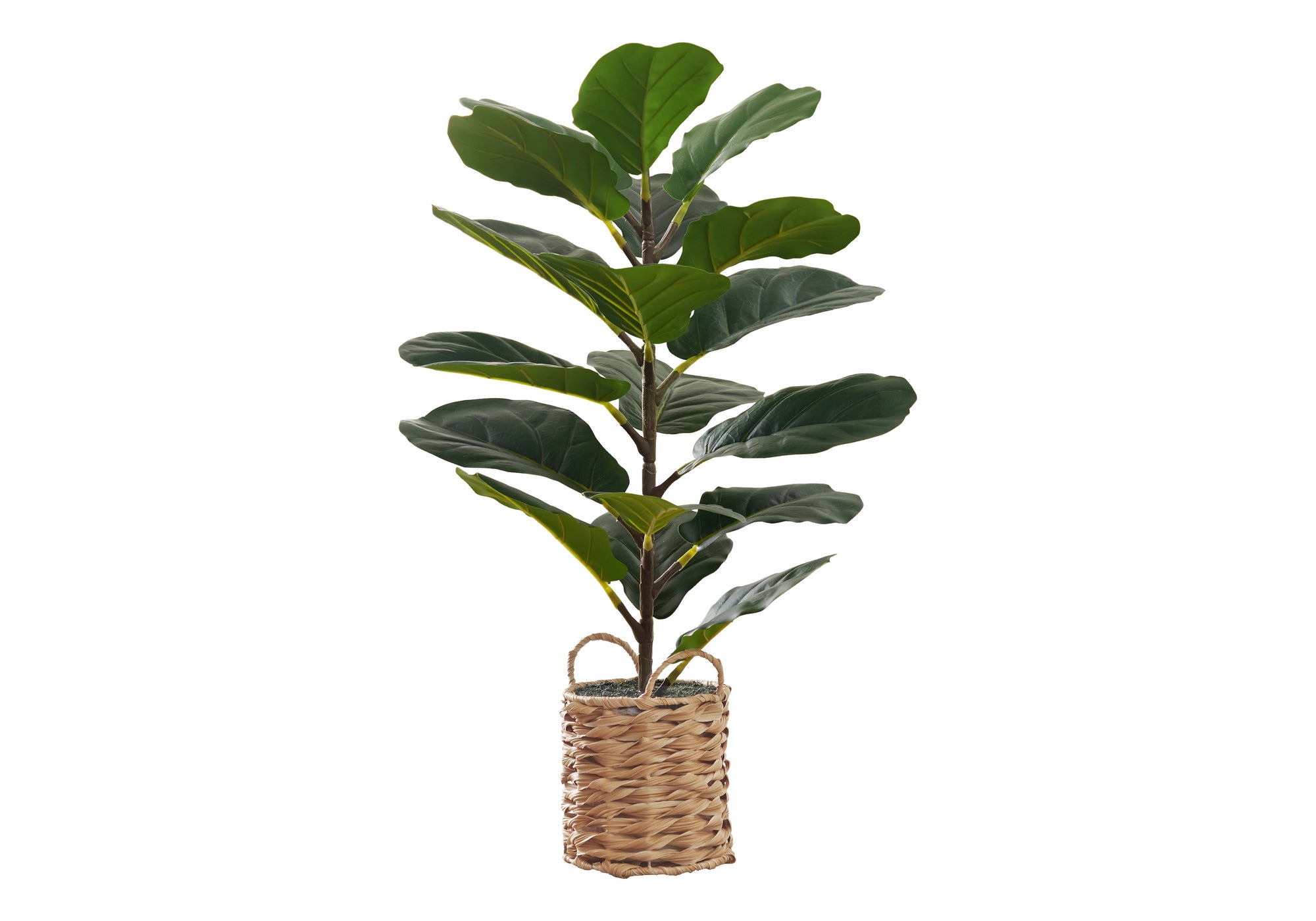 MN-269505    Artificial Plant, 28" Tall, Fiddle Tree, Indoor, Faux, Fake, Floor, Greenery, Potted, Real Touch, Decorative, Green Leaves, Beige Woven Basket
