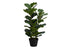 MN-329511    Artificial Plant, 32" Tall, Fiddle Tree, Indoor, Faux, Fake, Floor, Greenery, Potted, Real Touch, Decorative, Green Leaves, Black Pot