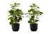 MN-759585    Artificial Plant, 14" Tall, Ficus, Indoor, Faux, Fake, Table, Greenery, Potted, Set Of 2, Decorative, Green Leaves, Black Pots