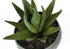 MN-779587    Artificial Plant, 6" Tall, Succulent, Indoor, Faux, Fake, Table, Greenery, Potted, Set Of 3, Decorative, Green Plants, Grey Cement Pots